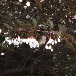 Styrax japonicum 'Purple Dress'